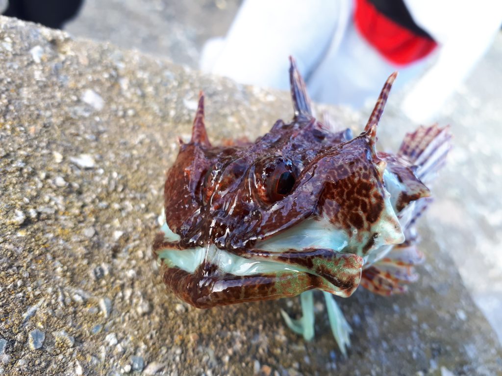 picture of a Scorpion fish caught at Holyhead Breakwater