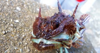 picture of a Scorpion fish caught at Holyhead Breakwater