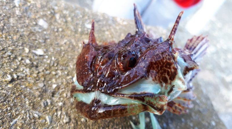 picture of a Scorpion fish caught at Holyhead Breakwater