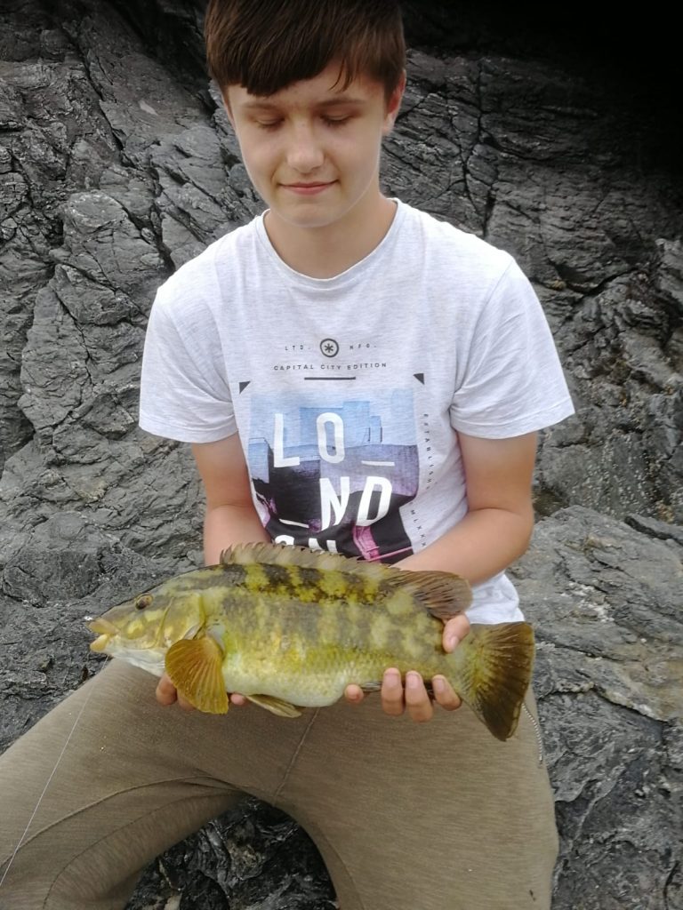 Ballan wrasse caught at Ty Croes
