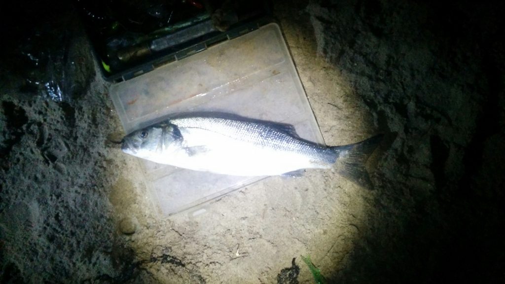 Picture of a Sea Bass caught at Rhosneigr beach