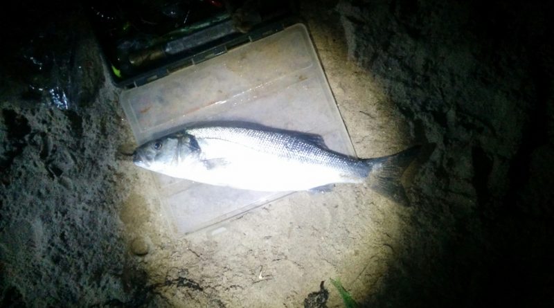 Picture of a Sea Bass caught at Rhosneigr beach