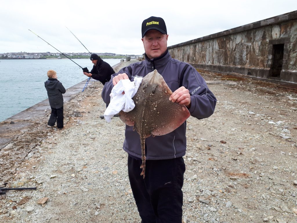a Thornback Ray caught when fishing at Holyhead Breakwater