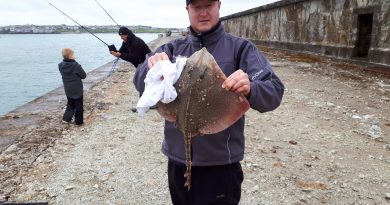 a Thornback Ray caught when fishing at Holyhead Breakwater