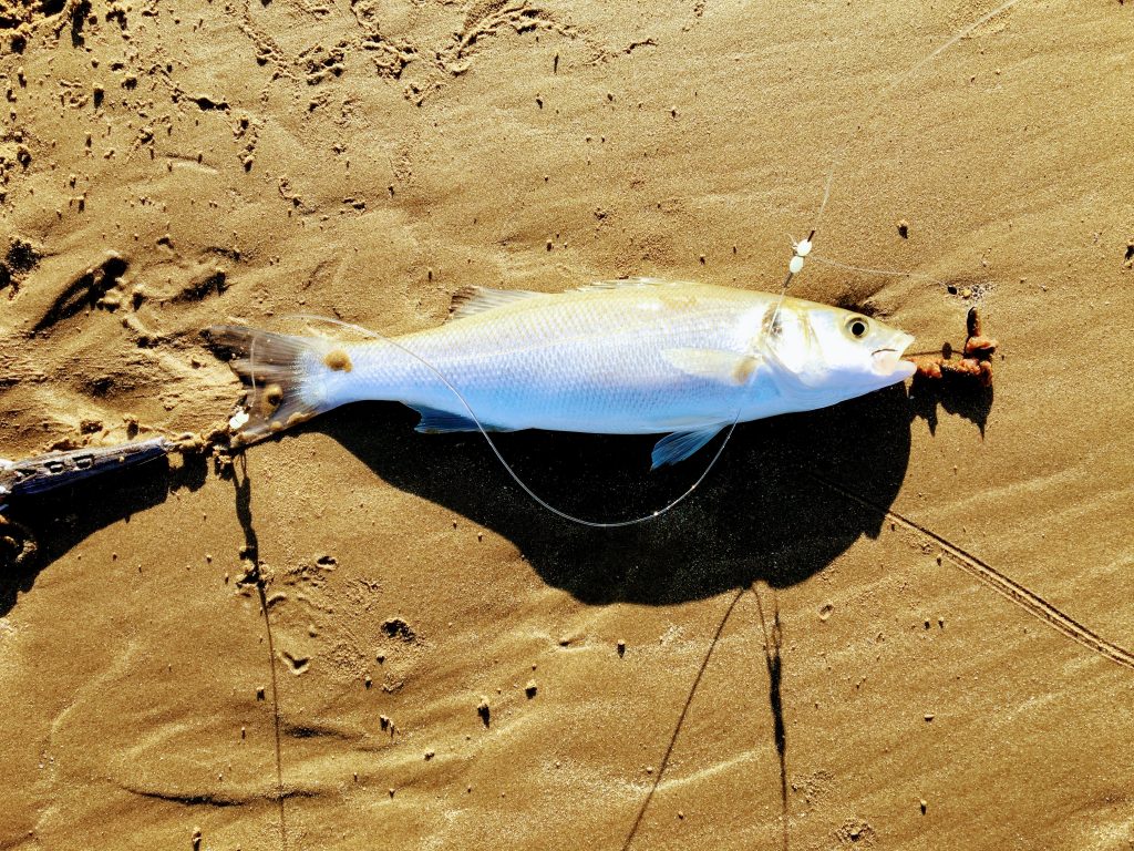 sea bass caught while fishing at Rhosneigr