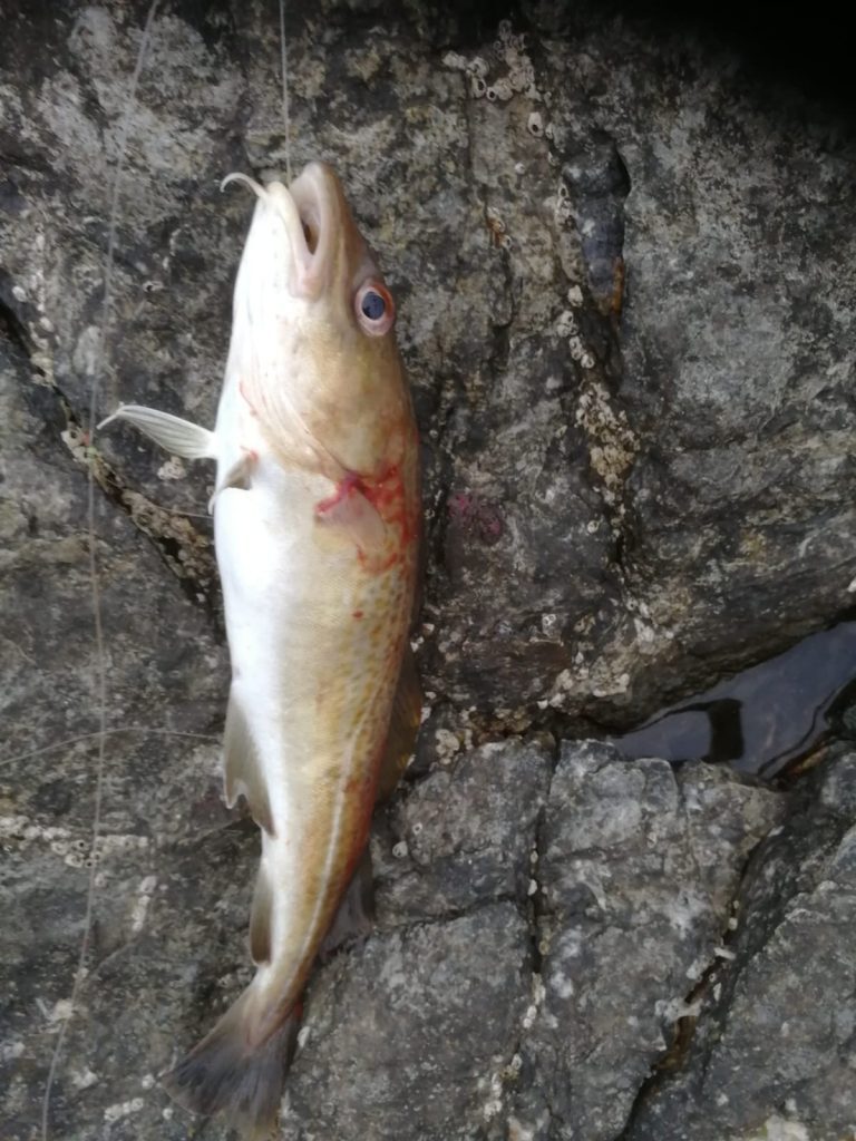Cod Fish caught at Ty Croes