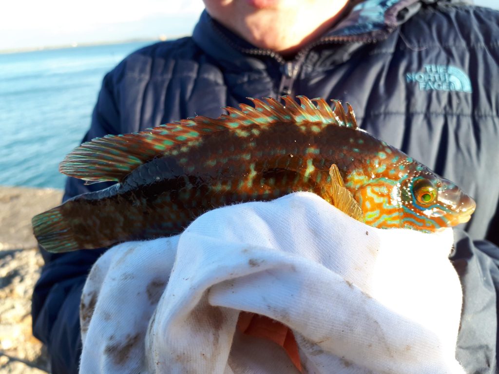a corkwing wrasse caught when fishing Holyhead Breakwater