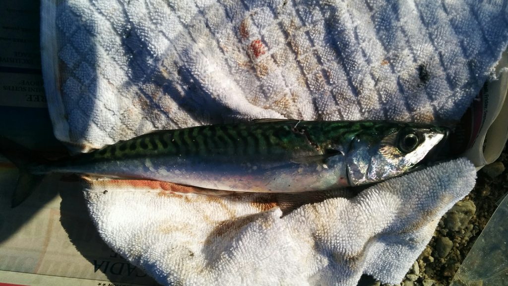 a picture of a mackerel caught when fishing at Holyhead Breakwater
