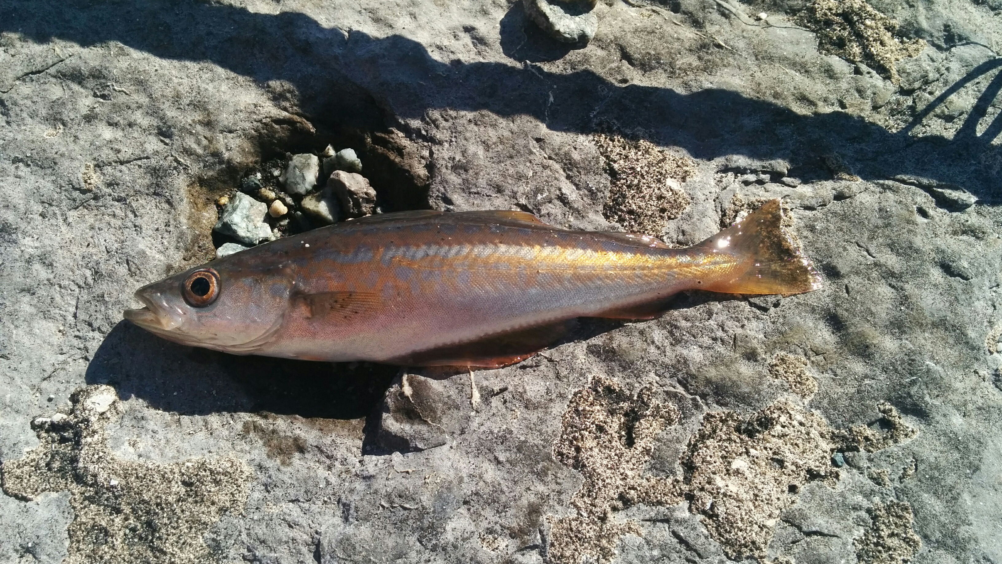 Holyhead Breakwater Sea Fishing by turnerstackle, check it out now