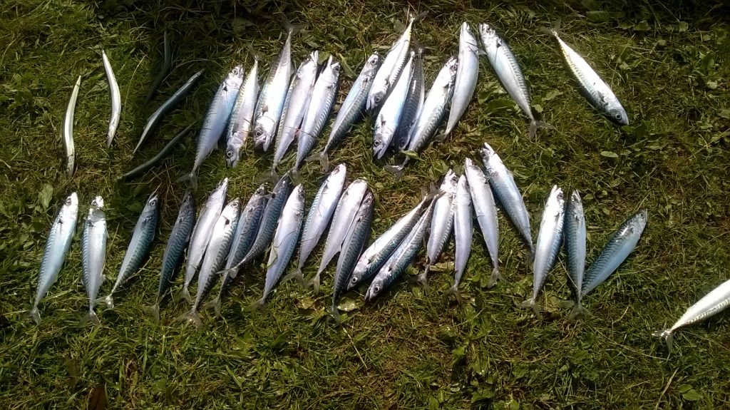 a picture of lots of Mackerel and Launce caught when fishing at Penmon Point
