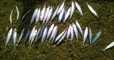 a picture of lots of Mackerel and Launce caught when fishing at Penmon Point