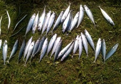 a picture of lots of Mackerel and Launce caught when fishing at Penmon Point