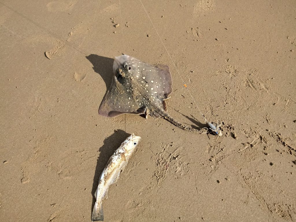 a picture of a Thornback Ray and a whiting caught when fishing at Perch Rock