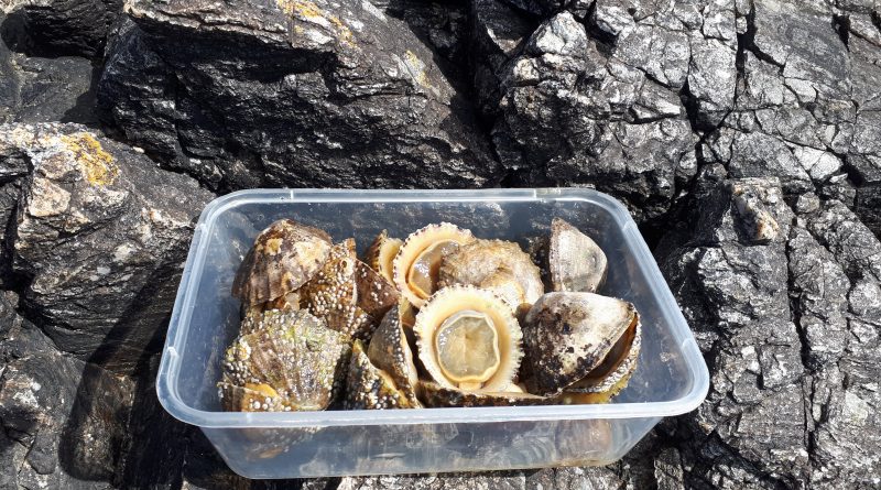 Review of Limpets as sea fishing bait - TurnersTackle