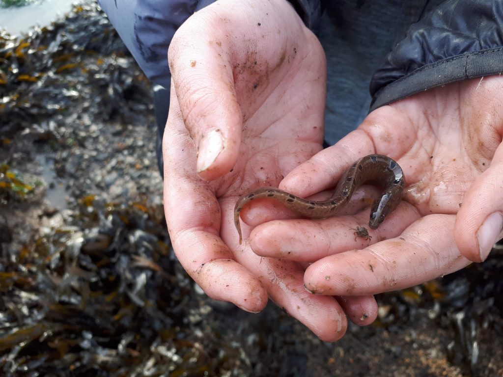 A picture of a Butterfish caught in the Menai Strait