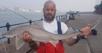 A picture of a Smoothhound caught at the Town Hall step, River Mersey