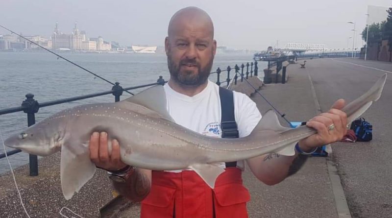 A picture of a Smoothhound caught at the Town Hall step, River Mersey