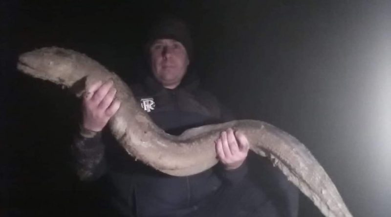 A picture of a Conger Eel caught in the River Mersey