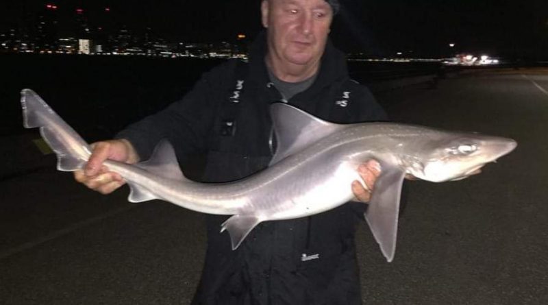 A picture of a smoothhound caught in the river Mersey