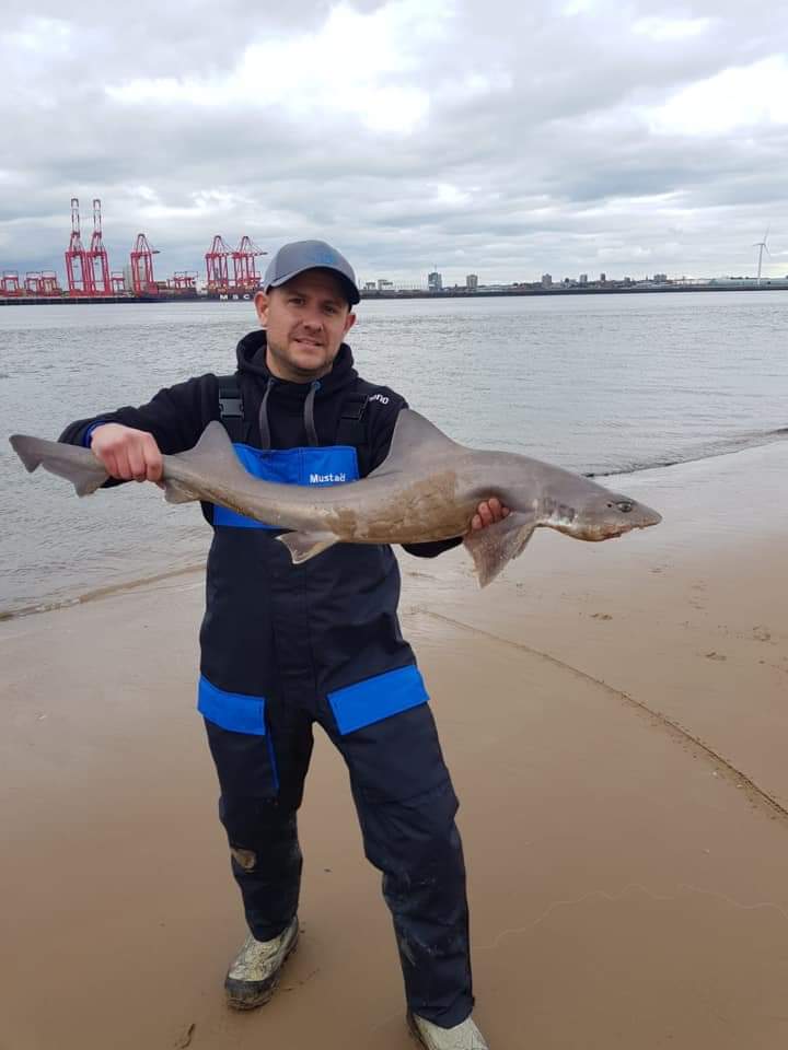 A Smoothhounds caught in the river Mersey