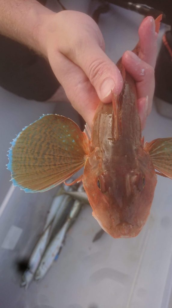 Picture of a Gurnard caught while fishing at Colwyn Bay